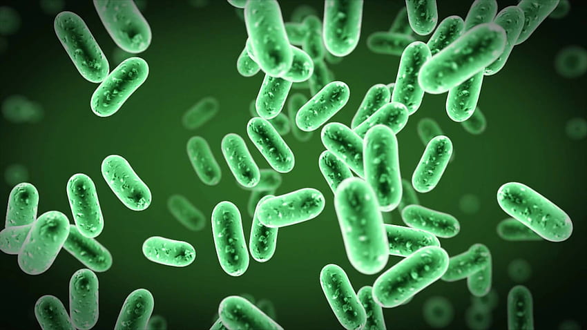 animação de bactérias de alta qualidade, Microorganismos papel de parede HD