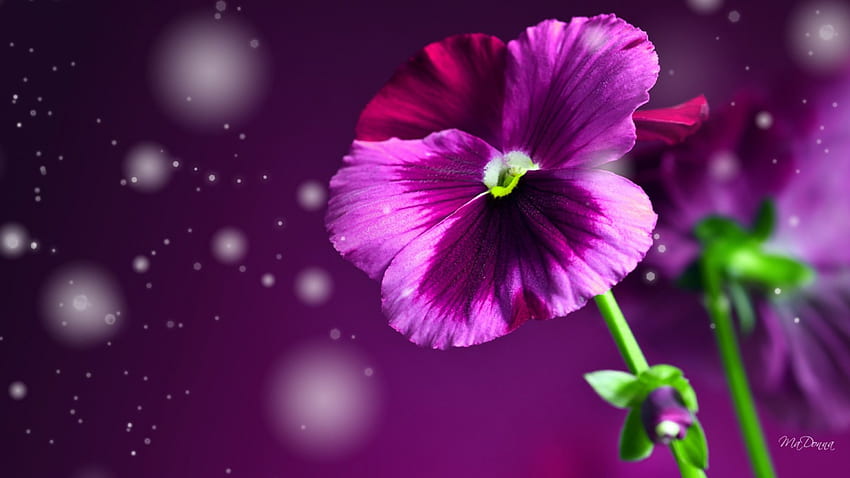 Perfect Pansy, summer, pansie, purple, pink, glow, flower, floral, spring HD wallpaper