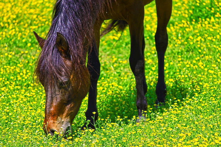 Horse Flowers, day, pretty, yellow, bright, house, flowers, grass HD wallpaper
