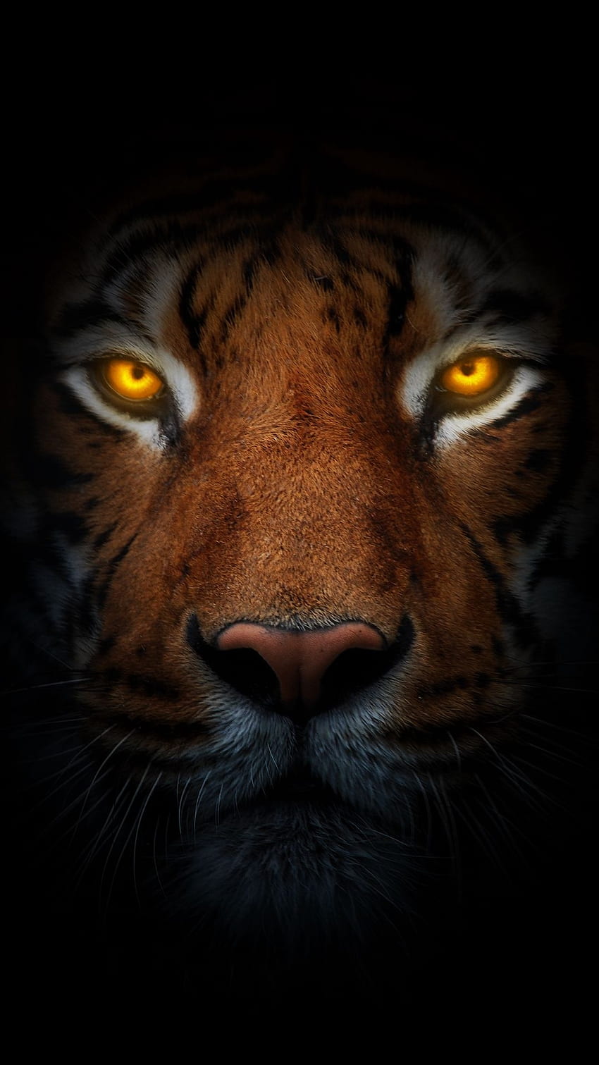 Ojo del tigre, tigre en la oscuridad, animal, salvaje, ojos anaranjados fondo de pantalla del teléfono