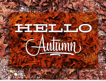 ✓[5 Hello Autumn Aesthetic, aesthetic peach HD phone wallpaper