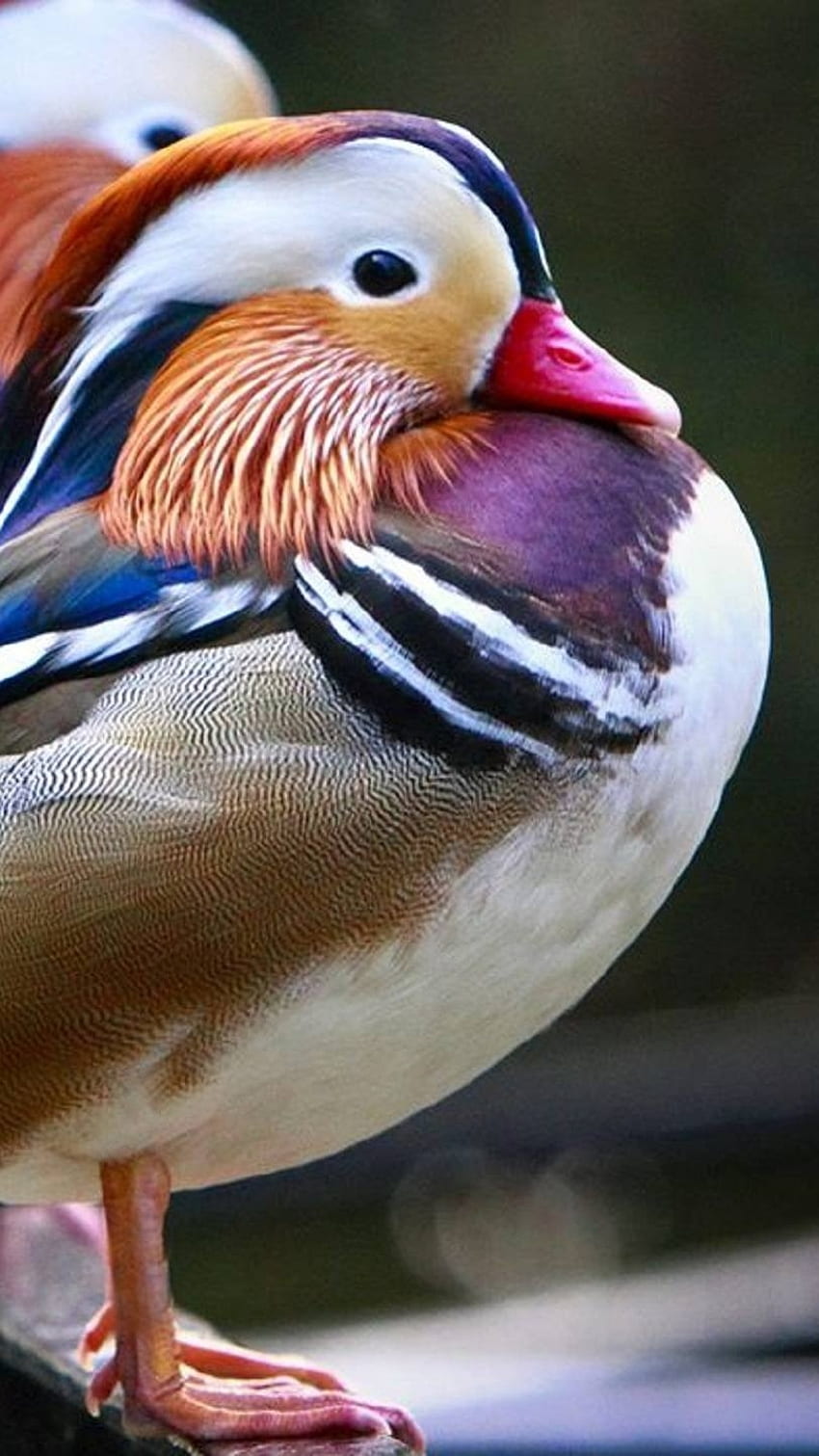 Meaning and Uses of Mandarin Duck Symbols in Feng Shui