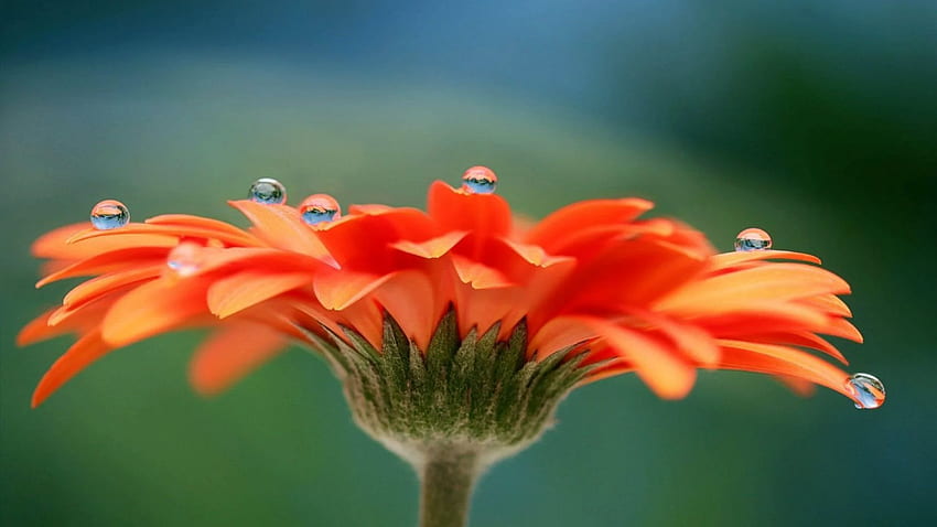 Best Beautiful Orange Flowers Full Pics Background, Most Beautiful HD ...