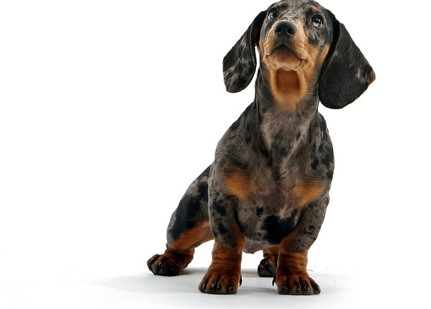 Special kind of cuteness, dog, puppy, dachshund, cute, pet HD wallpaper