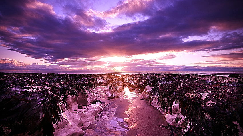 Rumput Laut Beristirahat Dari Matahari Terbenam, mengagumkan, mempesona, sejuk, hangat, menakjubkan, indah, indah Wallpaper HD
