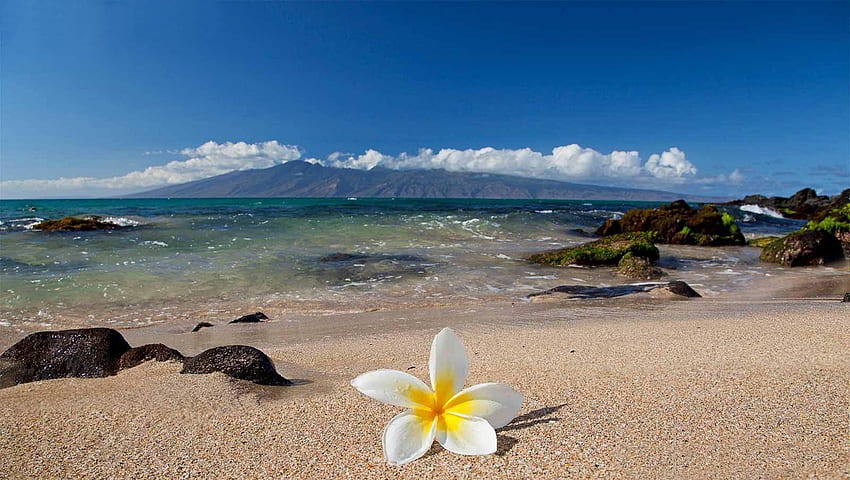 Hawaii Flower High Quality, Underwater Flowers HD wallpaper