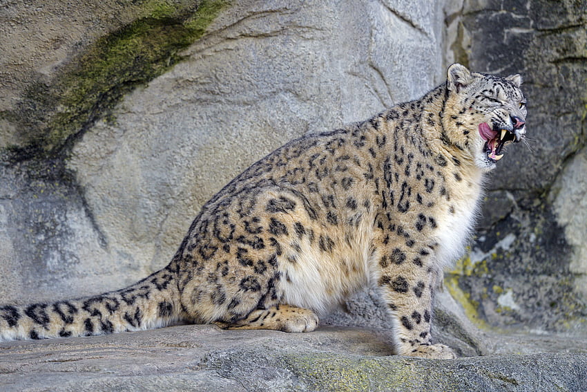 Animals, Snow Leopard, Predator, Wildlife, Protruding Tongue, Tongue Stuck Out, Irbis HD wallpaper