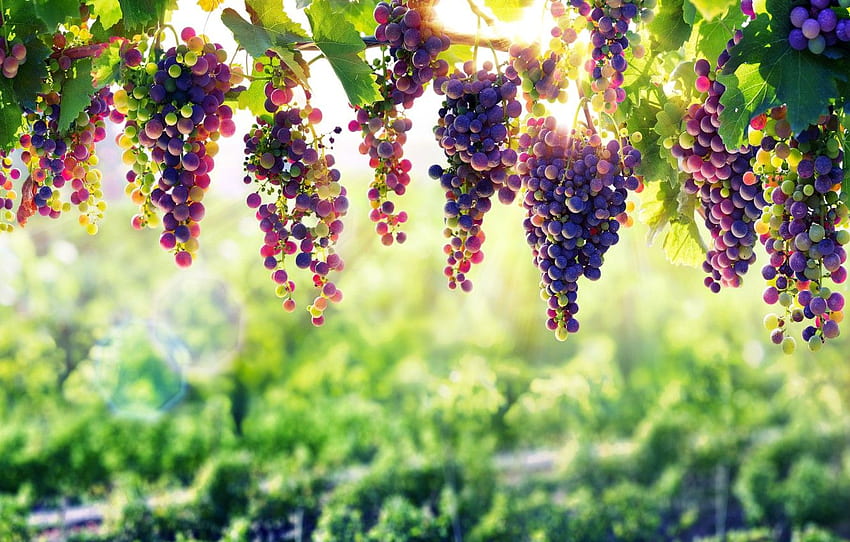 природа, грозде, плодове, лоза, естествена красота, винарна HD тапет