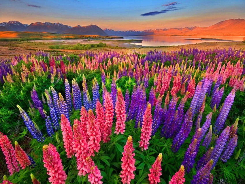 꽃밭, 화려한, 아름다운, 꽃, 색상 HD 월페이퍼