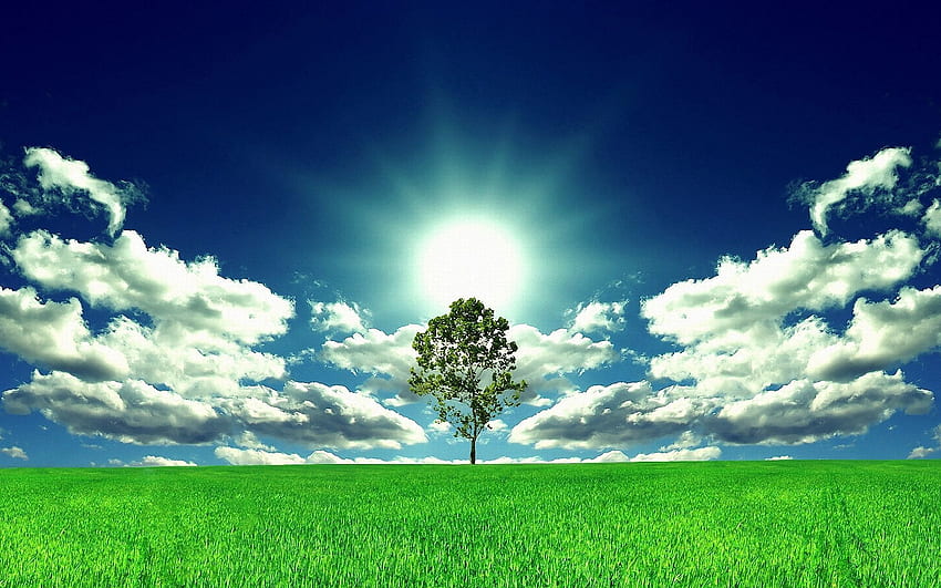 ธรรมชาติ ดวงอาทิตย์ ไม้ ต้นไม้ ทุ่งโล่ง โพลีอานา วอลล์เปเปอร์ HD