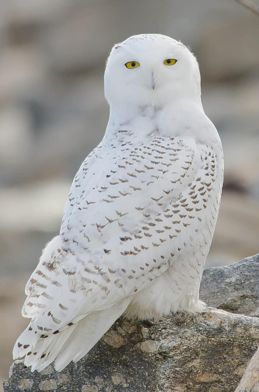 Snowy Owl, White Owl HD phone wallpaper