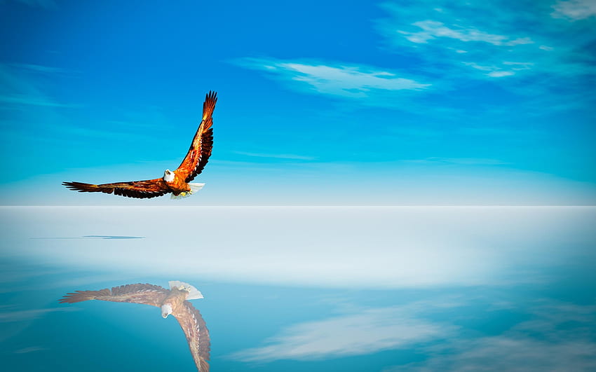 Golden Eagles Wings - Eagle In Sky Background, Flying Eagle HD wallpaper
