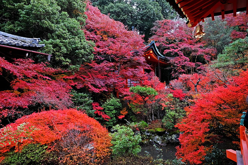 ธรรมชาติ ฤดูใบไม้ร่วง ญี่ปุ่น วัด เกียวโต วอลล์เปเปอร์ HD