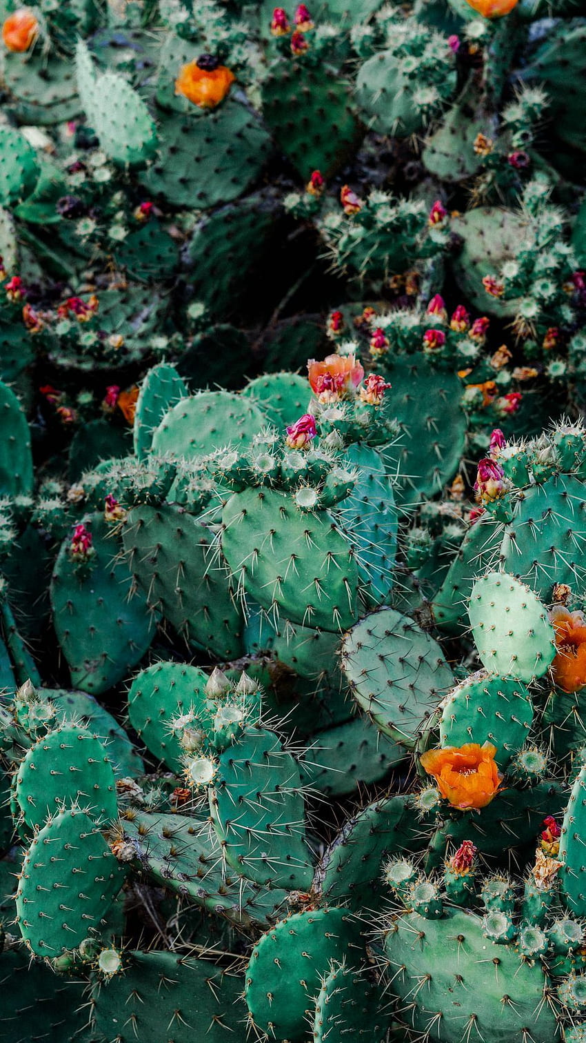 Cacti, cactus, succulents, thorns HD phone wallpaper | Pxfuel