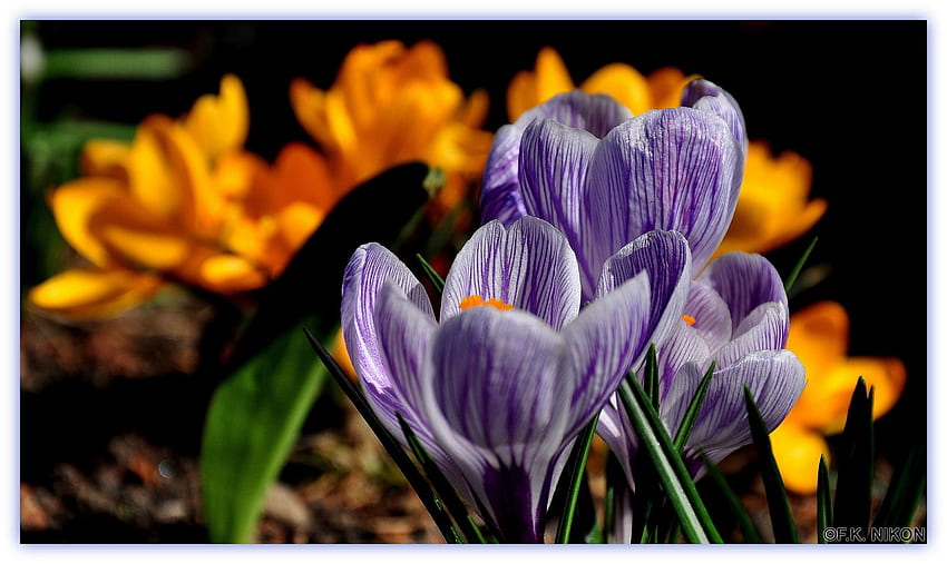 springtime, flowers, krokus, spring HD wallpaper