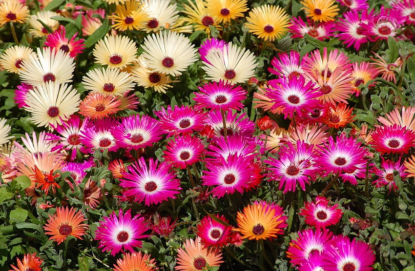 Flowers, Bright, Flower Bed, Flowerbed, Colorful, Aptenias, Apthenia HD wallpaper
