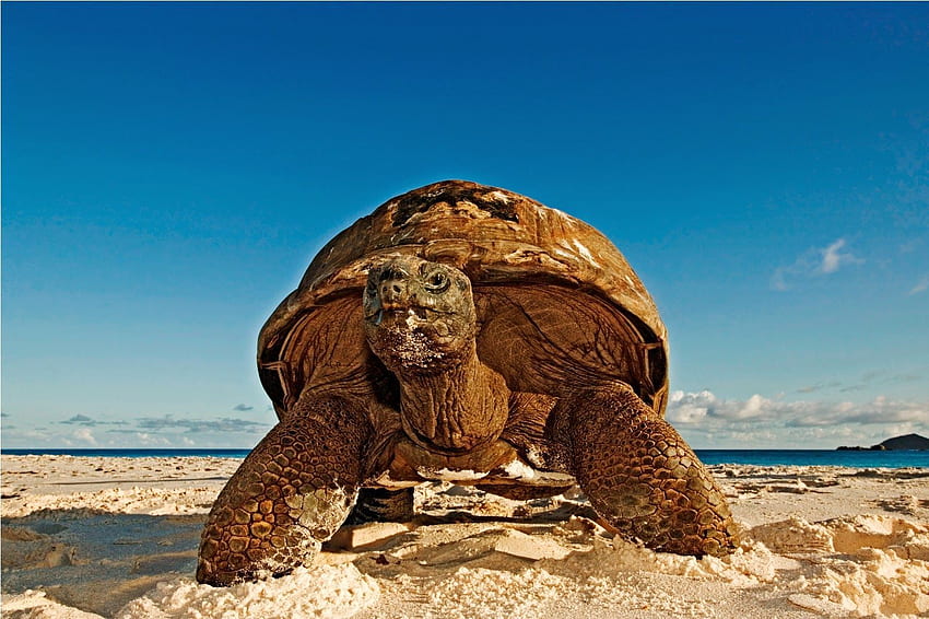 Seychelles, paradiso protetto per le tartarughe e per moltre altre specie animali. Big turtle, Turtle , Turtle, Turtle Island HD wallpaper