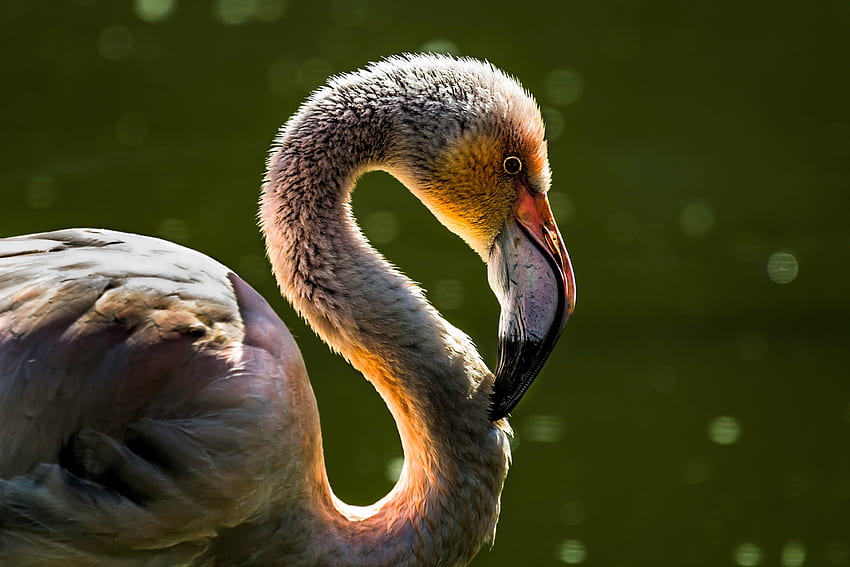 Flamingo, bird, portrait, neck and beak, muzzle HD wallpaper