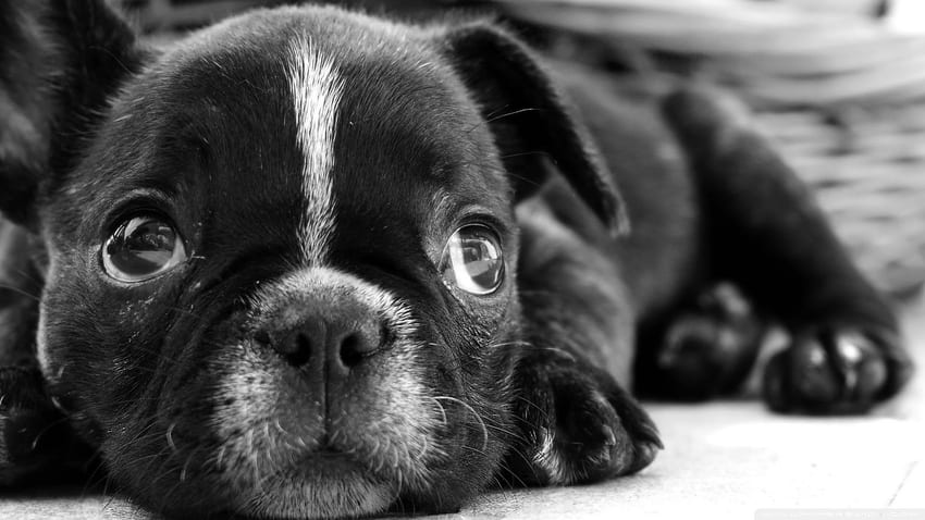 French Bulldog (4) - My Doggy Rocks, French Black and White HD wallpaper
