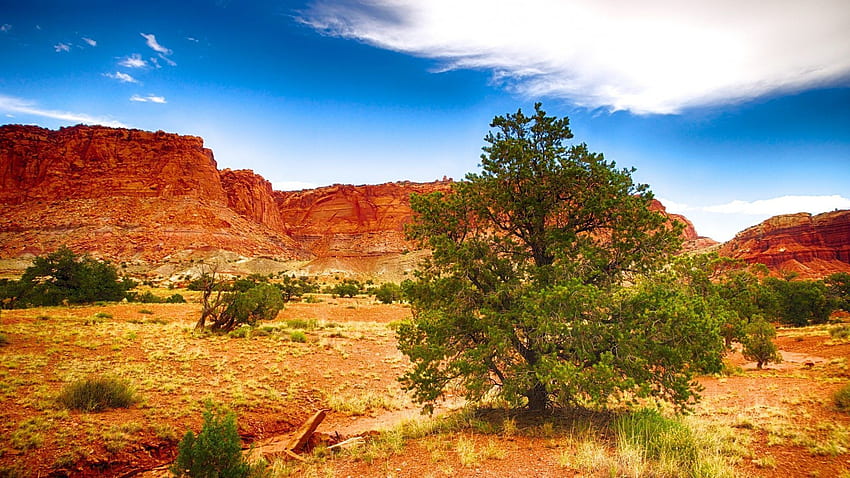 Пролетна пустиня, пейзаж на Ню Мексико HD тапет