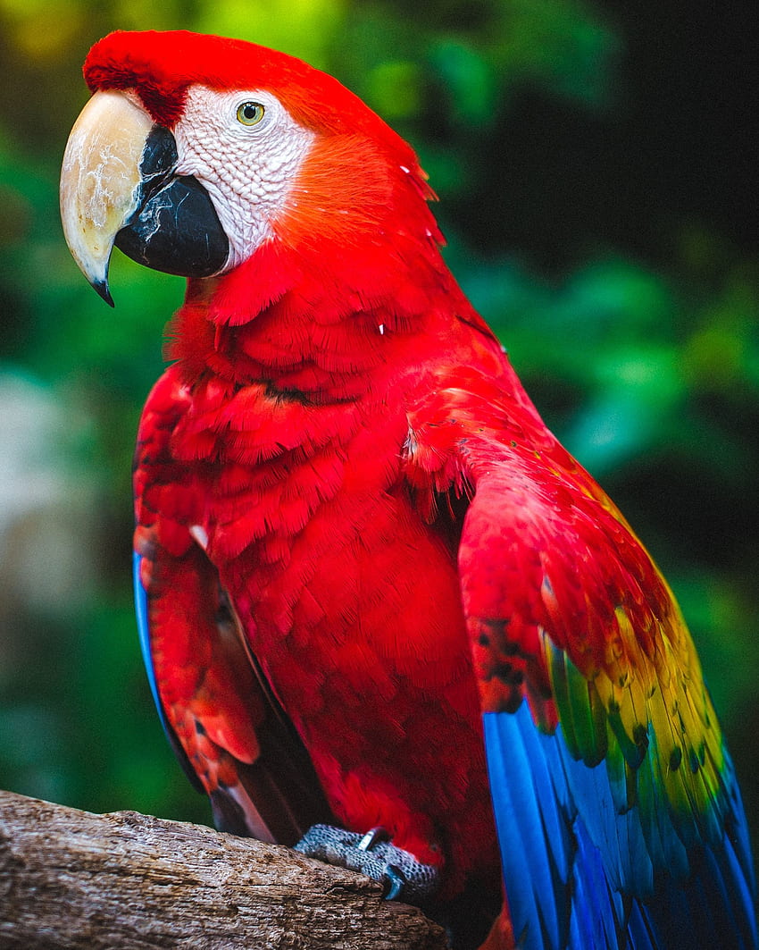Hewan, Beo, Burung, Paruh, Warna, Macaw wallpaper ponsel HD
