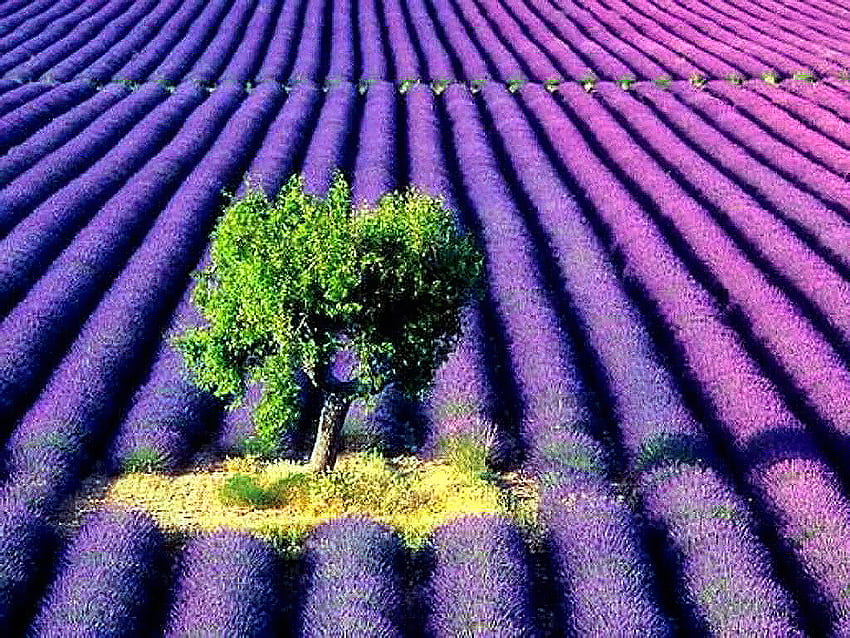 Beautiful Lavanda Field, beautiful, grass, tree, purple, pink, lavanda, field, green, yellow, sun HD wallpaper