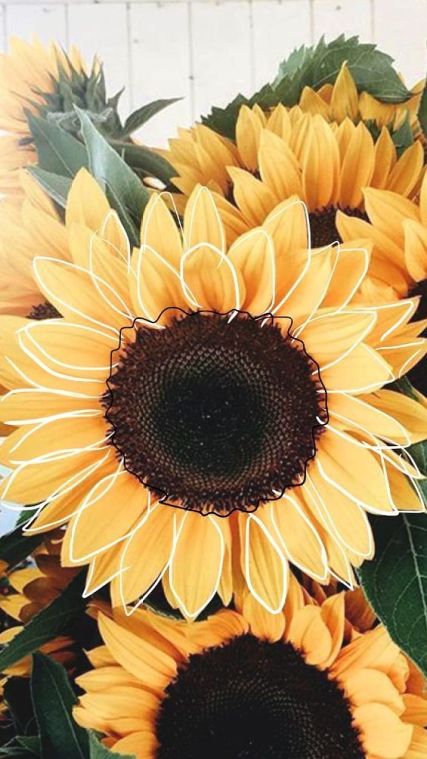 Sonnenblumen - Idee, iPhone, Farbschemata, ästhetische Blumen HD-Handy-Hintergrundbild