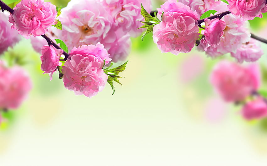 Spring Flowers, Clip, Spring Flower Painting HD wallpaper | Pxfuel