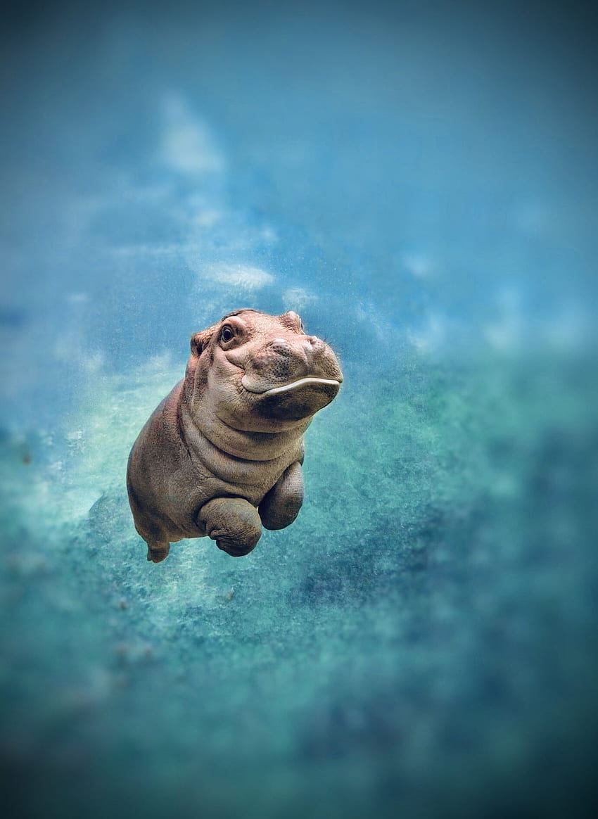 80 Hippo HD Wallpapers and Backgrounds