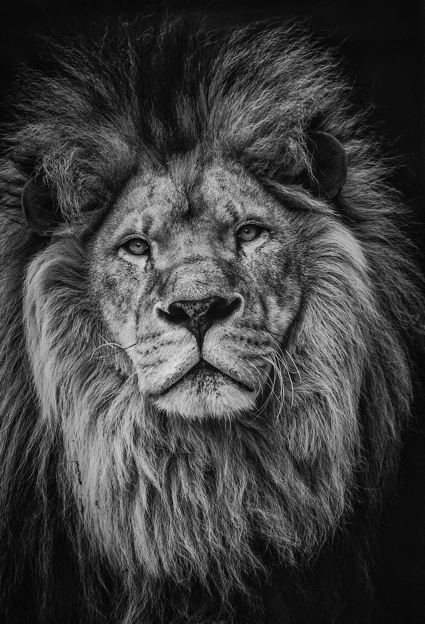 grayscale graphy of lion – Animal, Grey Lion HD phone wallpaper