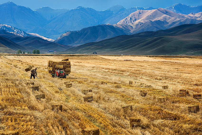 Un contadino raccoglie in un campo coltivato, Raccolti, Agricoltore, Yili, Campo, Raccolto, Xinjiang, 3 ottobre 2015 Sfondo HD