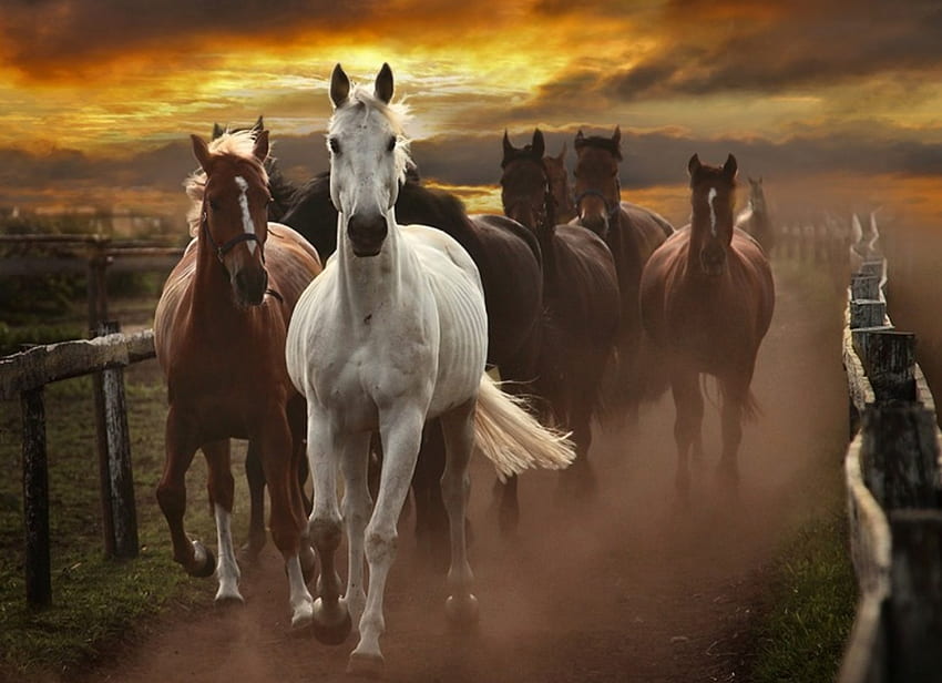 Wild Horses, horse, beautiful, wild, sunset HD wallpaper