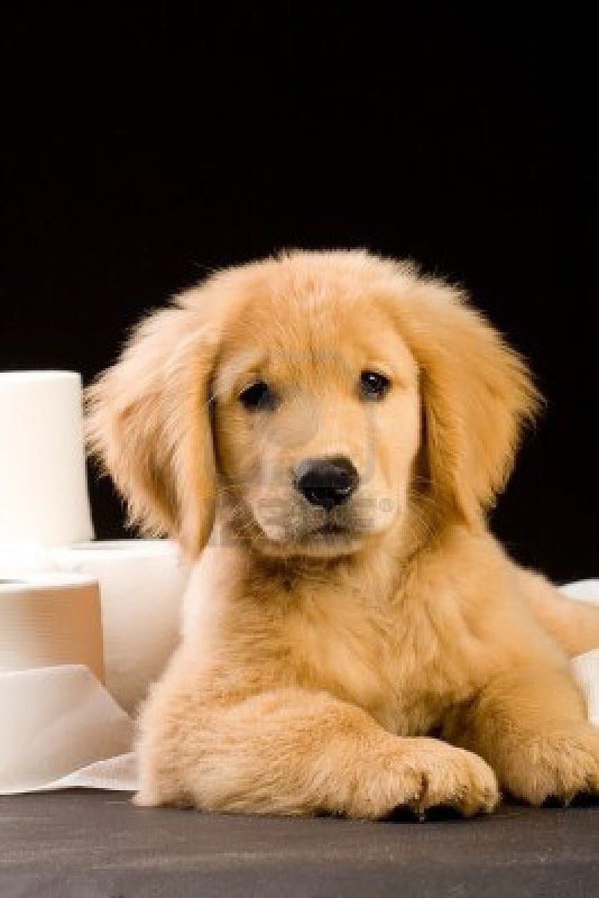 soft, fluffy Golden Retriever puppy dog house trained with toilet. Potty training puppy, Dog clicker training, Puppy training HD phone wallpaper