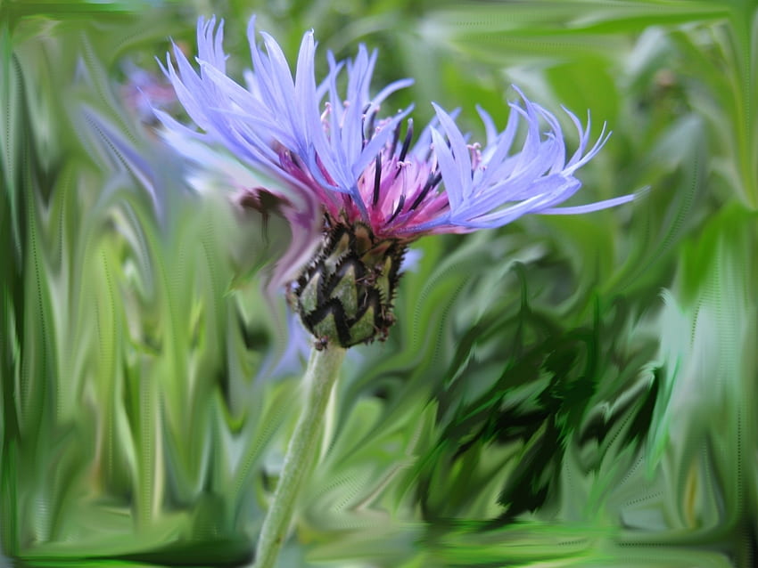 Pflanzen, Blumen, blaue Kornblumen HD-Hintergrundbild