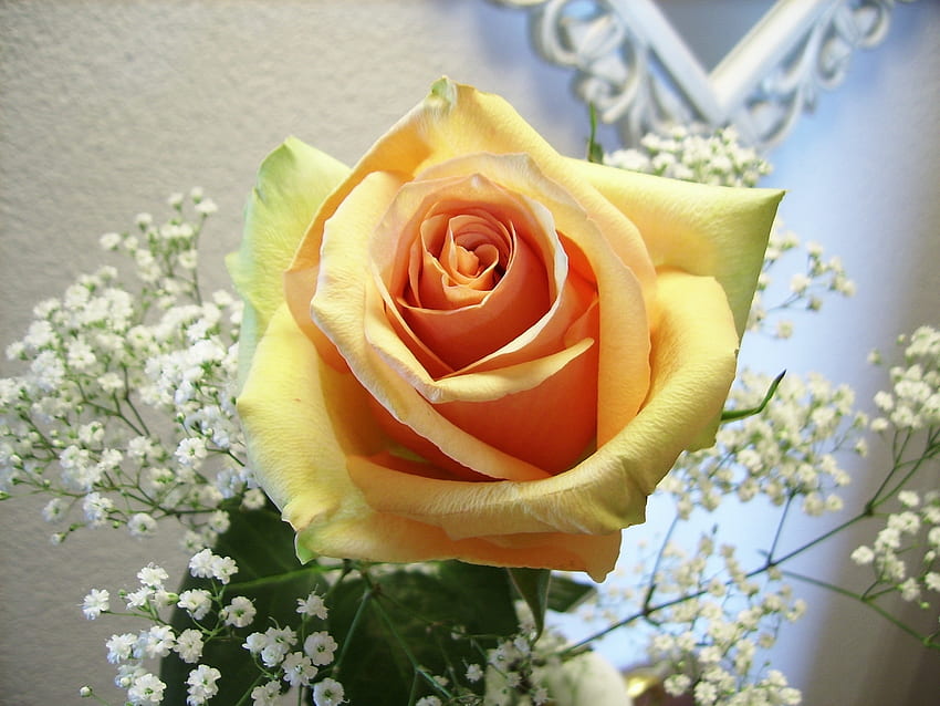 Flowers, Flower, Rose Flower, Rose, Bud, Close-Up, Delicate, Gentle HD wallpaper
