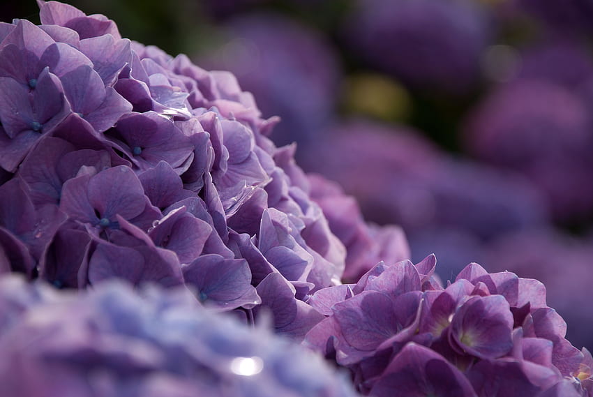 Hydrangeas ., Purple Hydrangea HD wallpaper