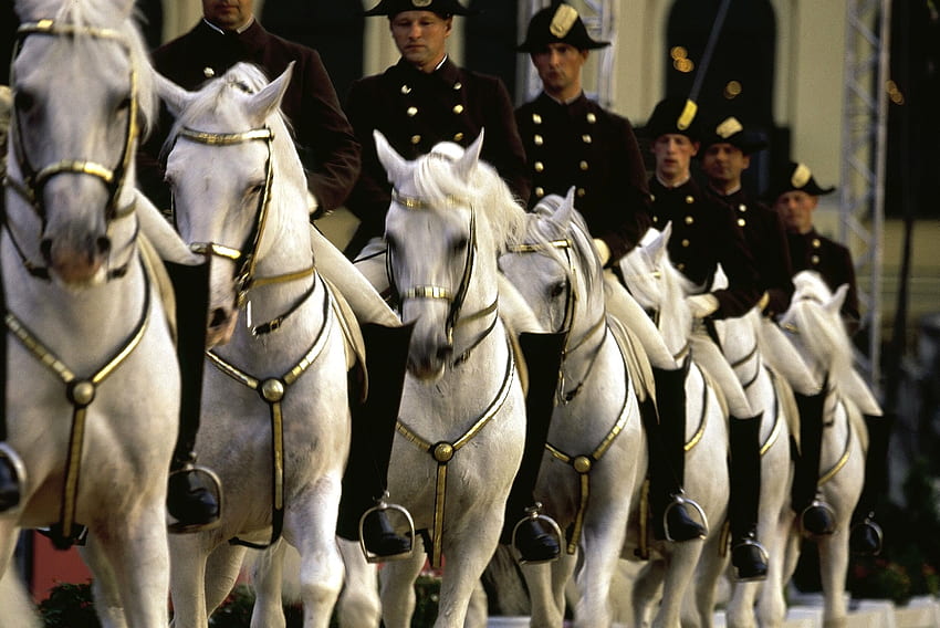 File d'attente Lipizzan, chevaux, blanc, vienne, lippizan Fond d'écran HD