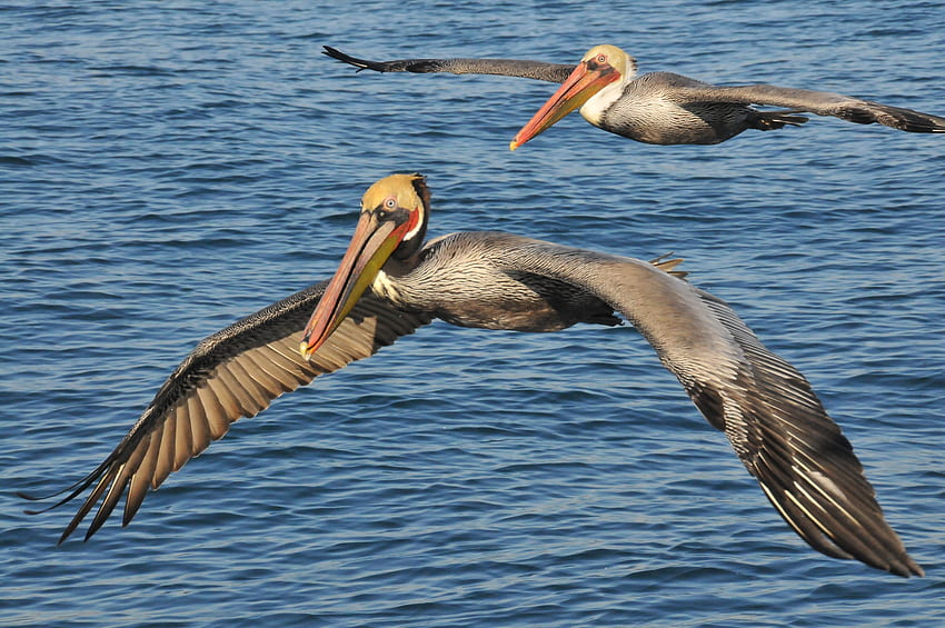 Zwierzęta, ptaki, morze, pelikany Tapeta HD