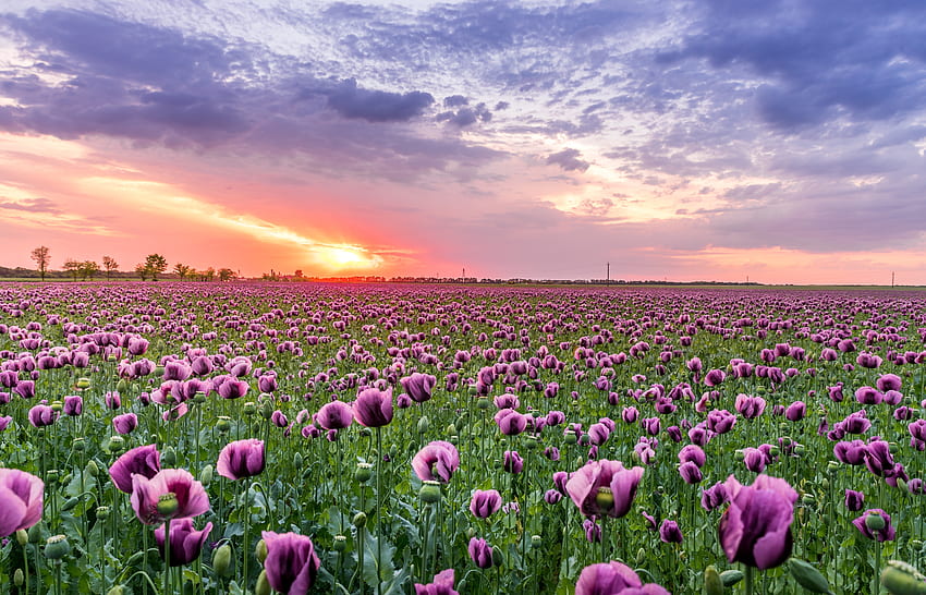 Violeta, campo de amapolas, flores. fondo de pantalla