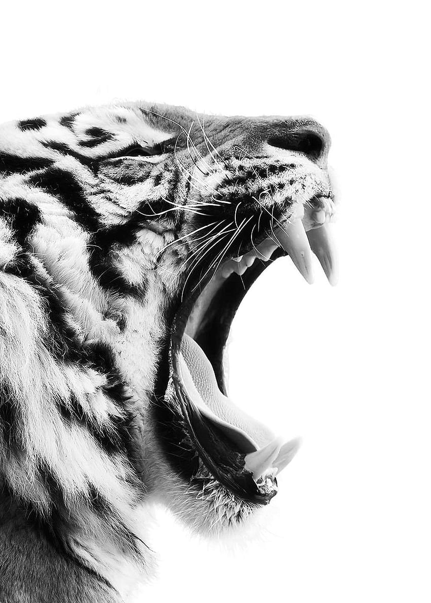 selvaggio ruggito tigre poster 1' Poster, testa di tigre ruggente Sfondo del telefono HD