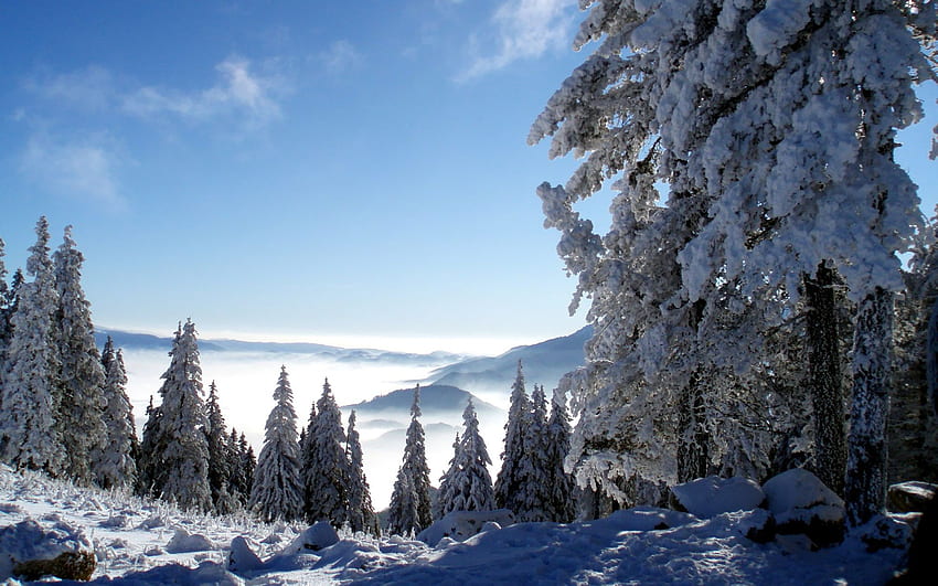 Snowy Trees - - - เคล็ดลับ, มะนาลี วอลล์เปเปอร์ HD