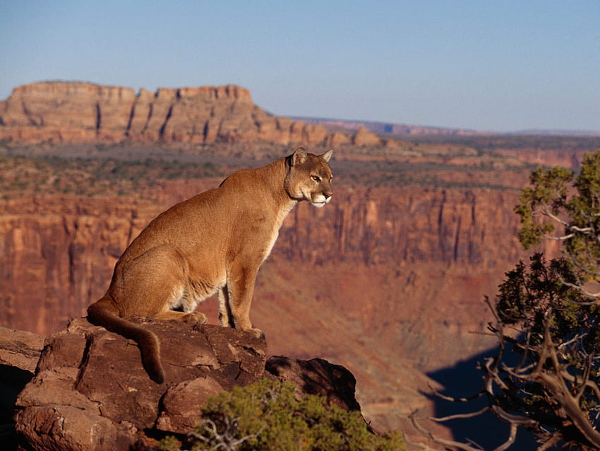 Puma (puma), zwierzęta, kanion, puma, natura, skała Tapeta HD