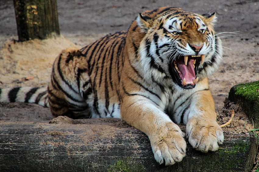 สัตว์ ความก้าวร้าว ยิ้ม นักล่า แมวตัวใหญ่ เสือ วอลล์เปเปอร์ HD