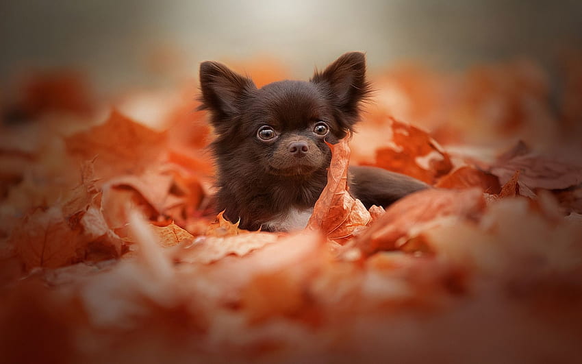 brauner kleiner Chihuahua, gelber Herbst, Herbst-Haustiere HD-Hintergrundbild