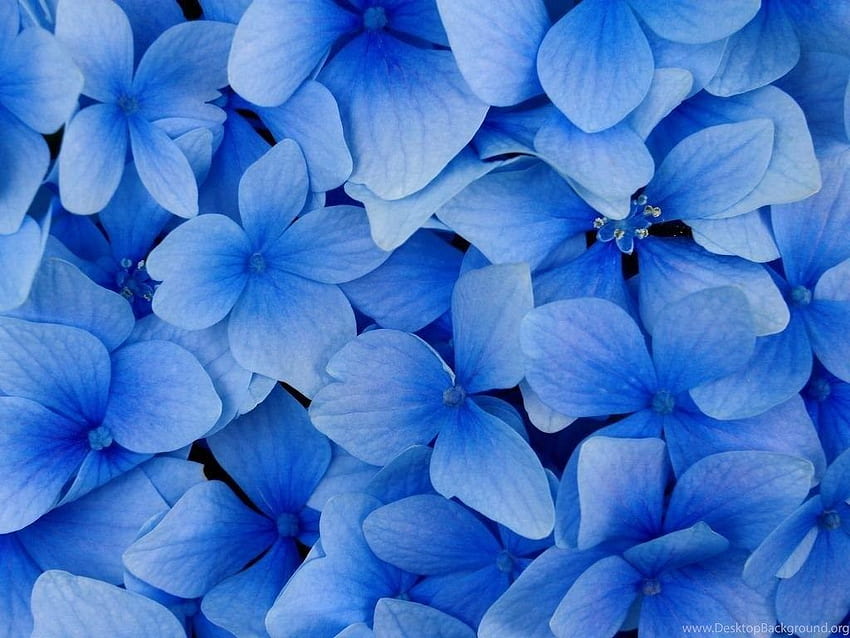 お好みの青い花の背景、ロイヤル ブルーの花 高画質の壁紙