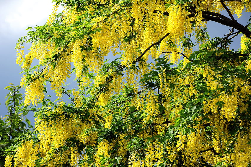 ฤดูใบไม้ผลิ ดอกไม้ มงกุฎ โครน บาน ดอก เมฆ วอลล์เปเปอร์ HD