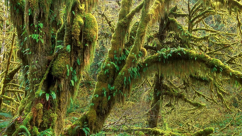 Washington, landscapes, Stock , National, Ultra ,, Rainforest HD wallpaper