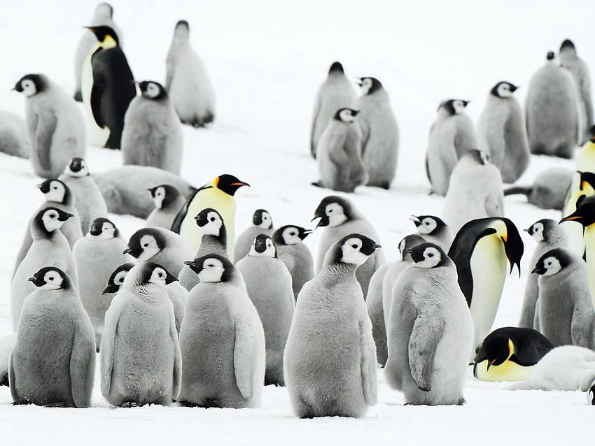 Zwierzęta, pingwiny, śnieg, stado, Antarktyda Tapeta HD
