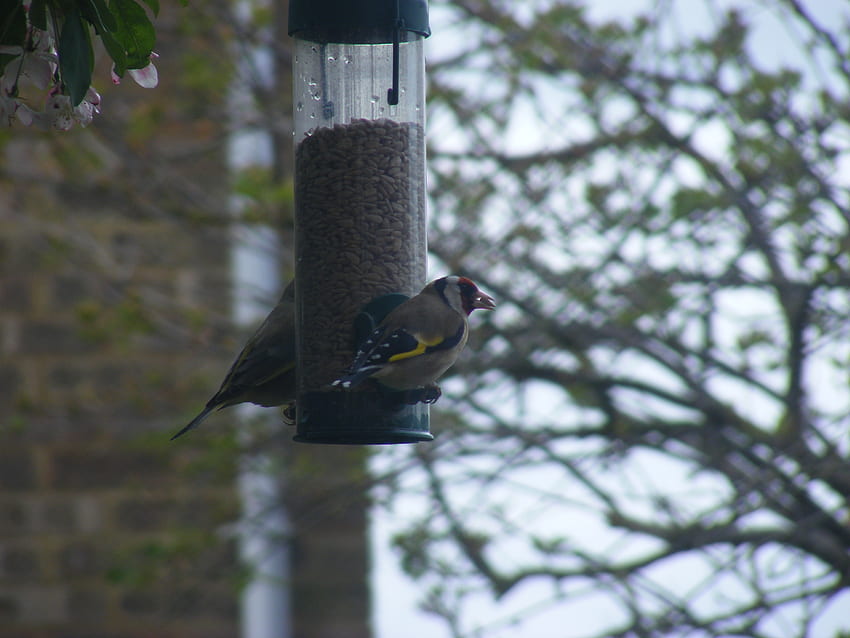 goldfinch eating, goldfinch, feeder, bird, tree HD wallpaper