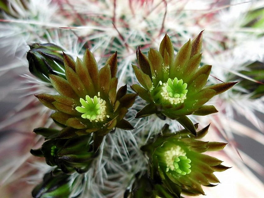 Flores de cactus, hermoso, flores, cactus fondo de pantalla